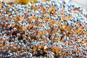 Saddleback Anemonefish Eggs.  Photographed with a Canon 6... by Laurie Slawson 